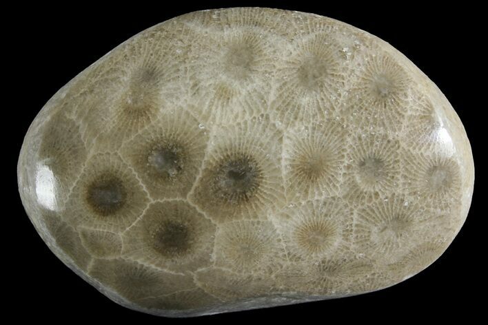 Polished Petoskey Stone (Fossil Coral) - Michigan #156068